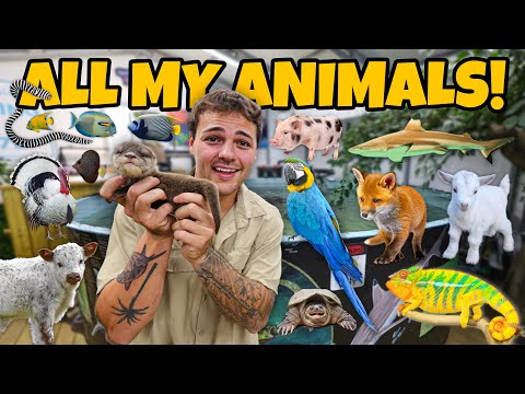 ALL of My EXOTIC ANIMALS in ONE video!!