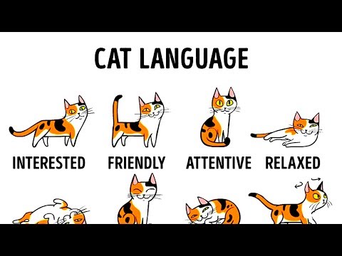 Understanding Cat Language: 5 Ways to Communicate Better with Your Feline Friend
