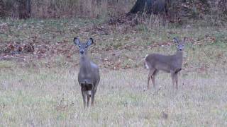 preview picture of video 'White tailed deer in St Joseph, Michigan'
