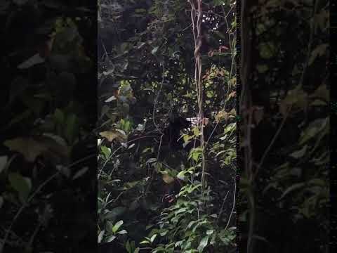 南安瀑布現黑熊寶寶