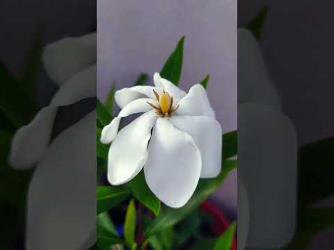 Beautiful Sugandha flower🌼🌼#shorts #terracegardening #trending #subscribe 🙏