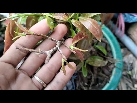 xem lại cây mai bị sụ đọt héo lá.và cách phục hồi những cây mai như vậy