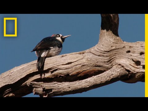 Woodpeckers Defend Their Food Supply | National Geographic