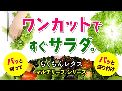 子羊のレタス 植物
