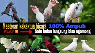 Download lagu Masteran kakaktua bicara mp3