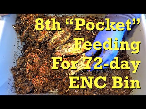 72-day ENC worm bin's 8th "pocket" feeding - vermicompost