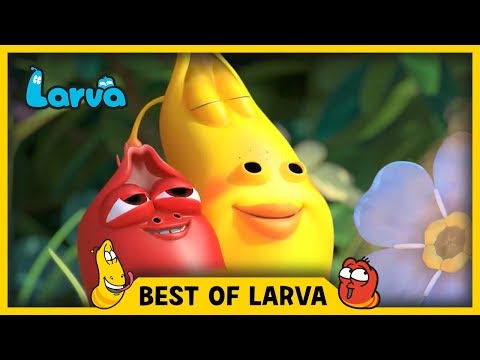 LARVA | BEST OF LARVA | Cartoons | Comics | LARVA 2017 WEEK 32