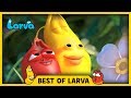 LARVA BEST OF LARVA Cartoons Comics LARVA 2017 WEEK 32