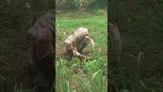 Download lagu sai Horas jala Gabe maho Inong hu mp3 Download lagu sai Horas jala Gabe maho Inong hu mp3