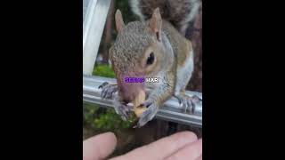 Download lagu This squirrel lost his home, but... mp3