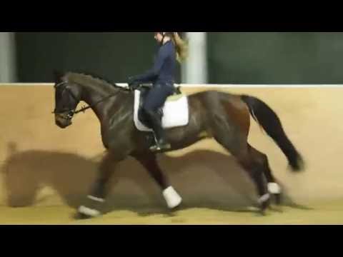 Dior, * 2013, Depeche Mode x Fiano, 161cm, zu verkaufen in Warendorf