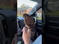 Ready for Churro to finish up the molt and get back in the field chasing starlings! #falconry