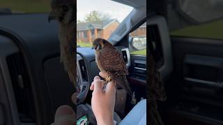 Ready for Churro to finish up the molt and get back in the field chasing starlings! #falconry
