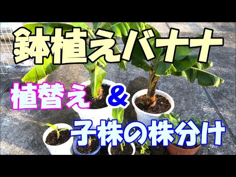 植物を健康に保つための庭でのバナナの皮の 5 つの使い方  庭園