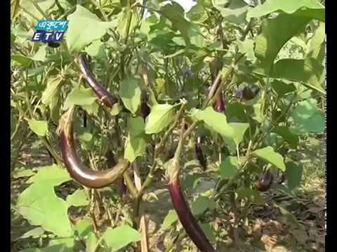 গাইবান্ধার বালুচরে এখন সবুজের সমারোহ
