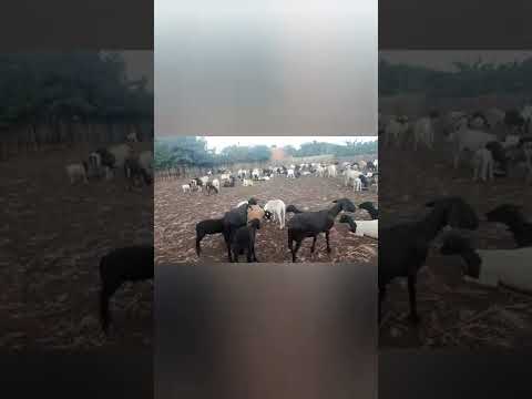 o pastor de Ovelhas seu Edgard