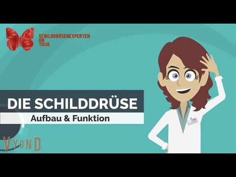 Die Schilddrüse: Aufbau & Funktion