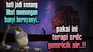 Download lagu cor dor..! terapi srdc malam, terapi srdc pagi hari, terapi srdc agar cepat gacor, pancingan srdc mp3