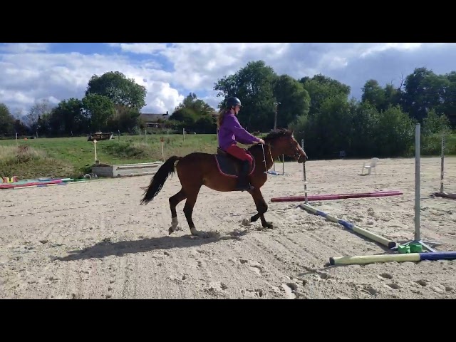 Naguini, jeune cheval prometteur ✨