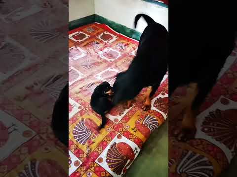 #rottweiler #puppy #dogs#dog mom#dog world#viral #shorts