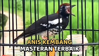 Download lagu MASTERAN ANIS KEMBANG FULL ISIAN TEMBAKAN AMPUH BUAT PANCINGAN ANIS KEMBANG AGAR CEPAT NGEPLONG mp3