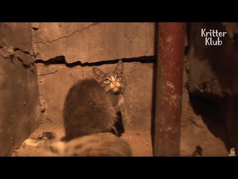 Kitten Takes Care Of Her Mom's Corpse | Animal in Crisis EP18