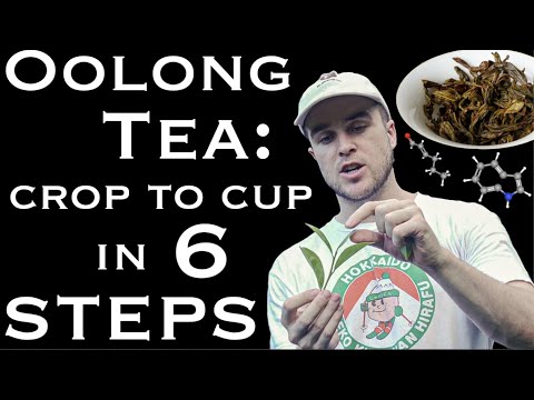 EVERYTHING about Oolong Tea Processing (With 50+ Scientific Citations)