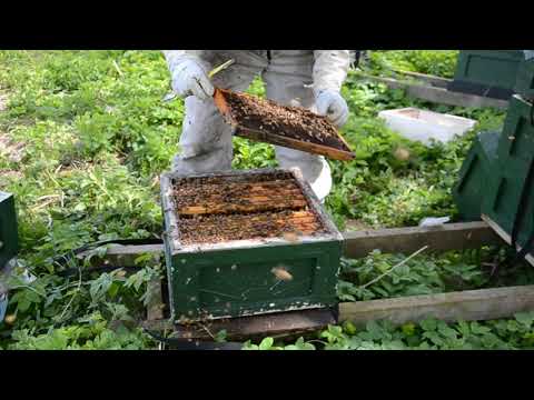 Första skattlåda, yngelkoll och lådskifte