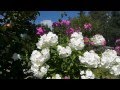 медитация (релакс+хорошее настроение) музыка на фоне природы 