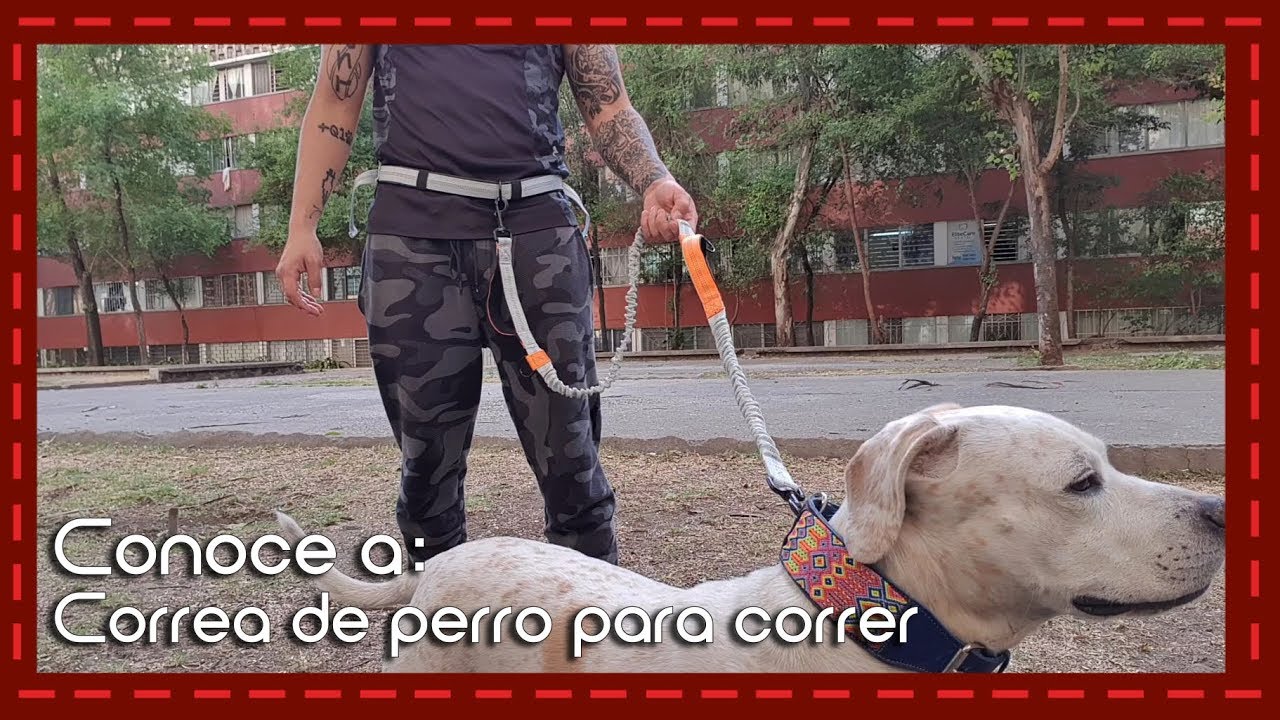 Conoce a: Correa profesional de perro para correr con manos libres