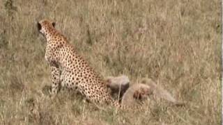preview picture of video 'Africa 08 -2 Maasai Mara Kenya'