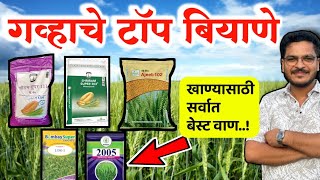 गव्हाचे टॉप बियाणे खाण्यासाठी बेस्ट 🔥 Gavhachya top variety 2025
