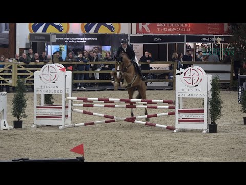 Okawango, OS, Hengst, v. Ogano Sitte -  Cornet Obolensky, gekört * 2018