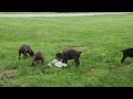 Doberman Pinscher dogs for sale: Dash (Red Rust) 🐶 - Video 1