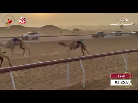  ش 4 (الخرب) لـ سعيد منانه غدير اجتبي 9:30 , شارة الديوان 2 2026/10/18 اللبسه حول زمول  