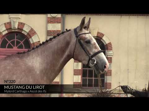 MUSTANG DU LIROT