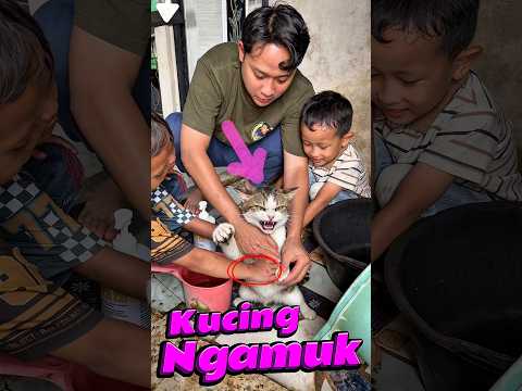 Kucing Ngamuk #comedy #minivlog #anakdesa #kucing #shampoo