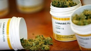 Cannabis - Medizin oder Droge? Ist das Verbot nach wie vor sinnvoll?