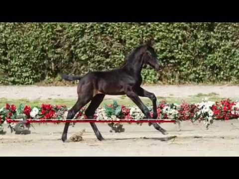 05 Contador Hengst v. Cornet Obolensky - Arpeggio