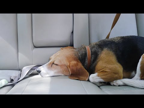 How To Prevent Car Sickness in Dogs