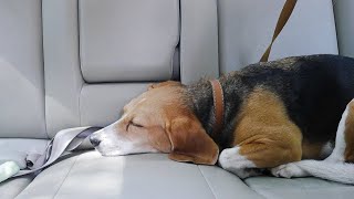 How To Prevent Car Sickness in Dogs
