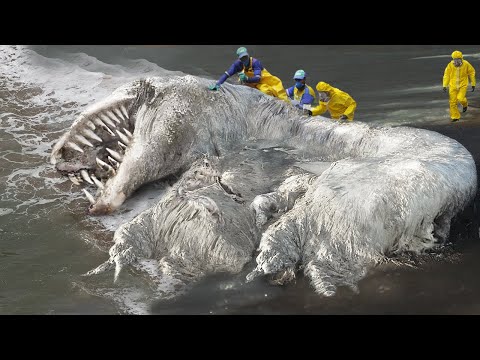 8 Most Mysterious Sea Creatures Discovered!