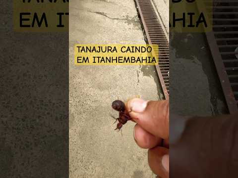 Tanajura invade Itanhem Bahia  #tanajura #shorte
