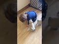 犬の動画 471