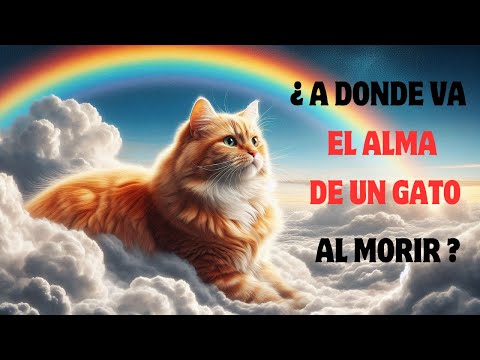 Where does your cat's soul go when it dies? You'll be surprised!