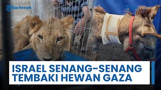 Tentara Israel Tembaki Hewan untuk Senang-senang, Satwa di Gaza Ikut Kelaparan Akibat Blokade Perang