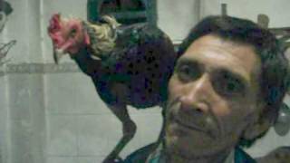 preview picture of video 'quirquin con gallo se vende varela amigo'