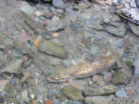 pastrav si lipan pe crisul alb