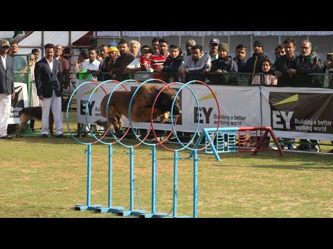 71st 72nd and 73rd Dog show organized by Jamshedpur Kennel Club in Loyola ground bistupur