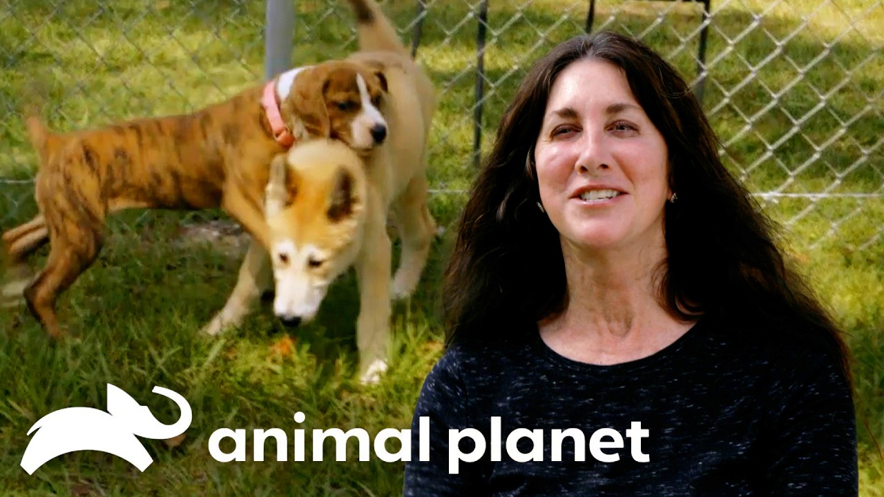 Adopting A Best Friend! | Pit Bulls and Parolees | Animal Planet